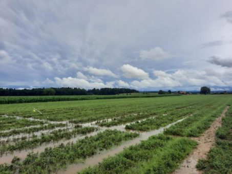 Grosse Ernteausfälle in der Landwirtschaft