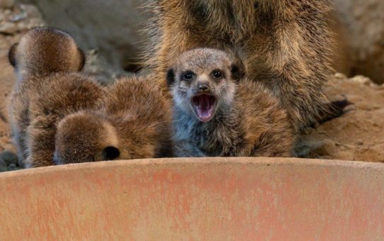 Aus der Höhle, fertig, los: Quirliger Erdmännchen-Nachwuchs im Kölner Zoo zu sehen