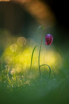 Zwischen Wald und Weitwinkel ‒ Canon auf den Internationalen Fürstenfelder Naturfototagen