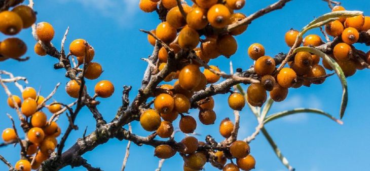 Vitamin C – hochwirksamer Aktivstoff in der Hautpflege