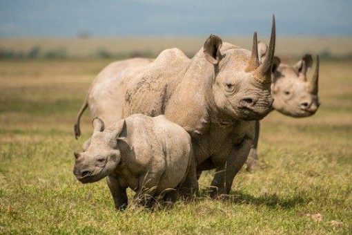 Zunahme der Nashornbestände in Kenia  und keine Wilderei-Vorfälle im Jahr 2020