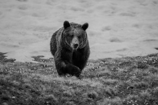 Arosa Bärenland trauert um Bärin Jambolina