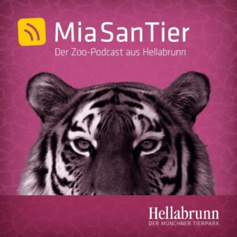 „Mia San Tier – der Zoopodcast aus Hellabrunn“ feiert 100.000 Abrufe