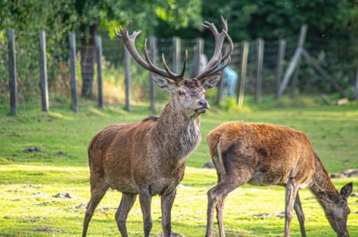 Die Rothirsche im Wildpark Müden bekommen ein neues Gehege