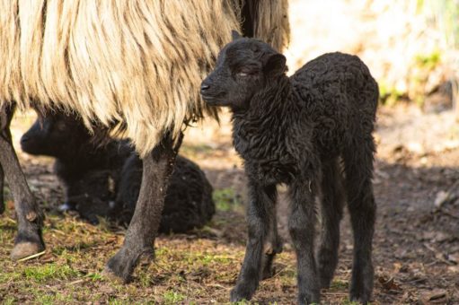 Und das gibt es Neues im Wildpark Müden