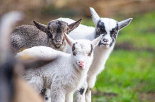 Dank der Solidarität der Bevölkerung konnte der Wildpark Müden ab dem 08.03.2021 wieder öffnen