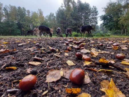 1200 Eimer Eicheln und Kastanien für den Wildpark Müden