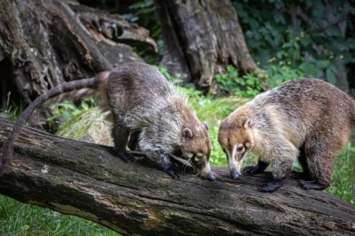 Neuzugänge bei den Weißrüsselnasenbären im Tierpark Nordhorn