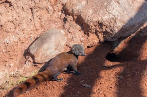 Seltener Ringelschwanzmungo im Kölner Zoo geboren