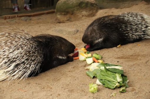 Versteckt, scheu, unscheinbar aber tierisch spannend