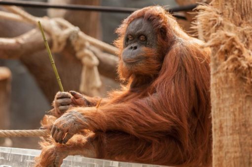 Orang-Utan-Weibchen Toba verstorben