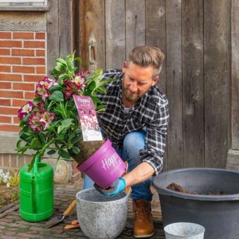 In wenigen Schritten zum Drei-Farb-Knaller im Kübel – Happydendron® von Inkarho®