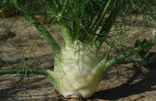 Knollenfenchel – ein Sommergemüse