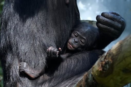 Willkommen „Kijani“: Bonobo im Kölner Zoo geboren