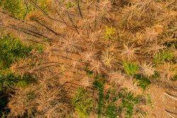 Wald- und Holzforschung in Deutschland neu strukturieren