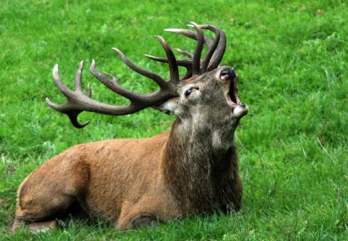 Herbstzauber im Wildpark Schwarze Berge