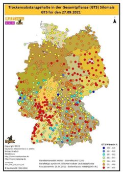 Maisabreife mit guten Aussichten auf Ertrag und Qualität