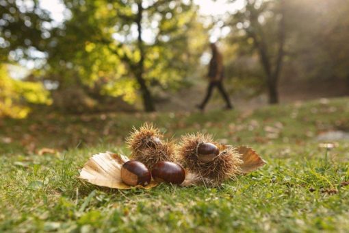 Die schönsten Herbstwanderungen im Tessin