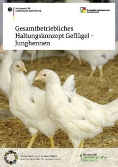 Tiergerecht, nachhaltig und wirtschaftlich – Neue Broschüre gibt Handlungsempfehlungen für die Junghennenaufzucht