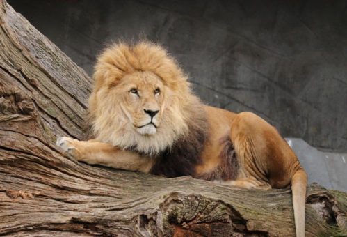 Raubtiere leben länger im Tierpark Hagenbeck