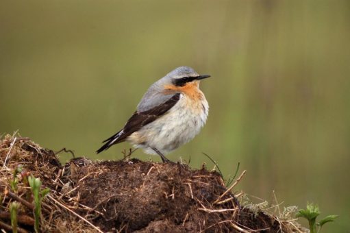 Wird der Steinschmätzer Vogel des Jahres 2022?