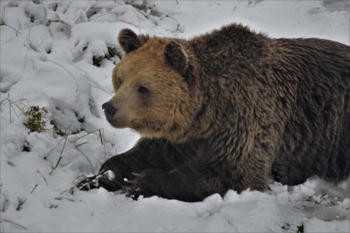 Bären im Schnee – Vorgeschmack auf den Winter