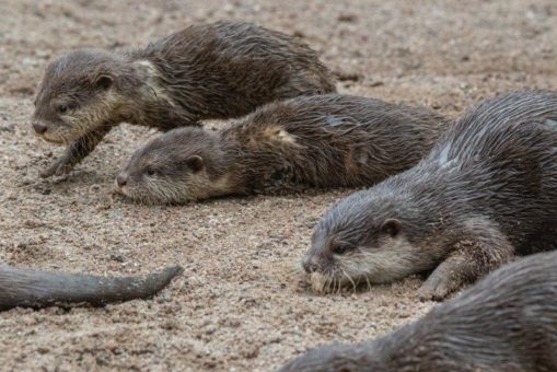 Nachwuchs bei den Kurzkrallenottern im Orang-Utan-Haus