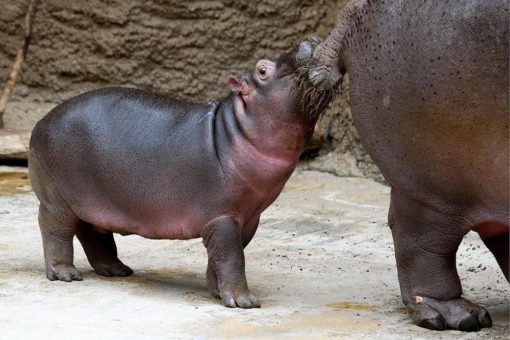 Flusspferd-Bulle „Nils“ lebt nun im Zoo Odessa