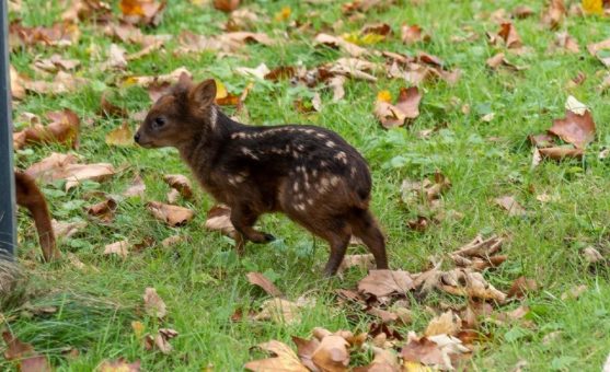 Kleinster Hirsch der Welt: Südlicher Pudu „Dulce“ im Kölner Zoo geboren