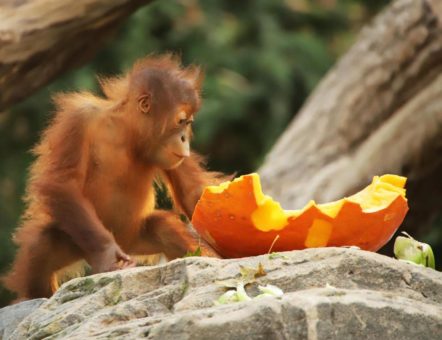 Halloween im Orang-Utan-Haus: eine willkommene Abwechslung für Batu und Berani