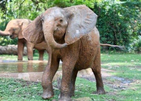 Ein schwer verletztes Elefantenkalb konnte in Simbabwe von Tierschützern gerettet werden, nachdem eine Drahtschlinge ihm ein Ohr fast vollständig abgetrennt hatte