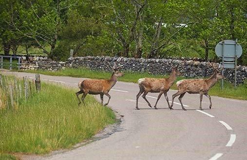 Achtung Wild! Tipps zur Vermeidung von Wildunfällen