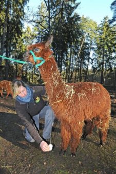 Wintervorbereitungen, spannende Erlebnistouren und leckeres Gänse-Essen im Wildpark Schwarze Berge