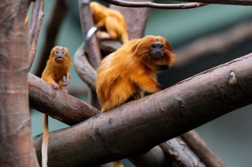 Zweifach goldig: Nachwuchs bei den Goldgelben Löwenäffchen im Kölner Zoo