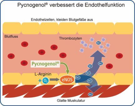 Pflanzenextrakt aus Meereskiefer verbessert die Gefäßgesundheit