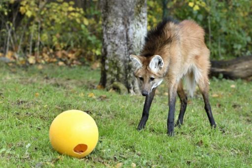 Zwei neue Mähnenwölfe in Hellabrunn