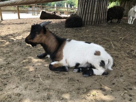 Hagenbecks tierische Neuzugänge heißen Heinrich und Bakari