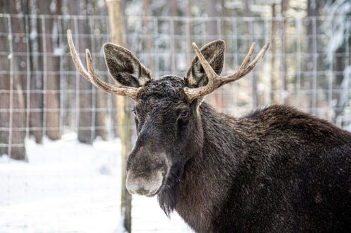 Tierische Weihnacht für alle! – im Wildpark Müden