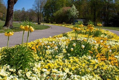 Millionen Blüten – aber keine Besucher