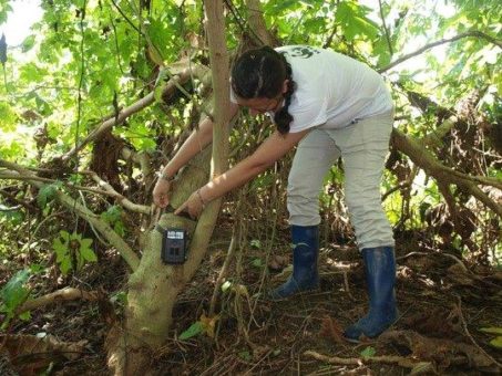 Gelb und gut: Auf dem Weg zur besseren Banane