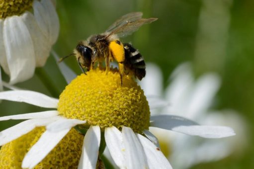 Bio-Apfelsaft gibt’s jetzt mit Artenschutz-Plus