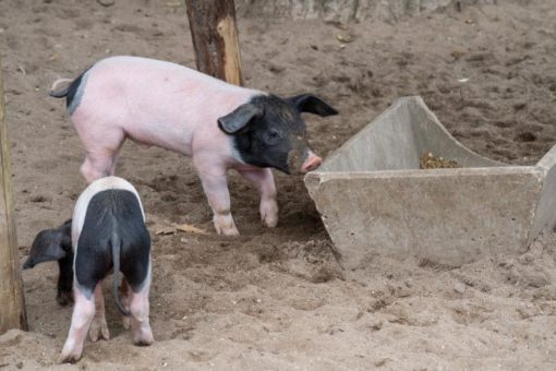 Sieben auf einen Streich: Schweinerei auf dem Clemenshof – Schwäbisch-Hällische Ferkel geboren