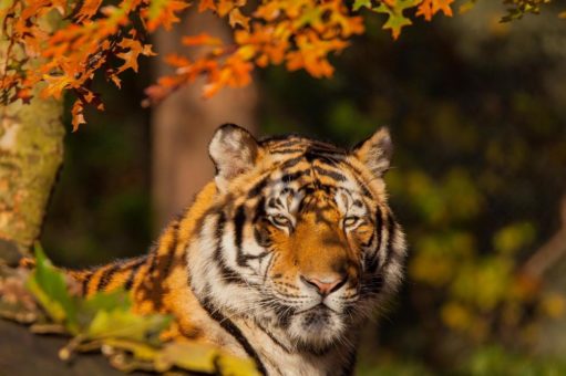 2G-Regelung bei Hagenbeck – Tierhäuser und Streichelgehege wieder geöffnet