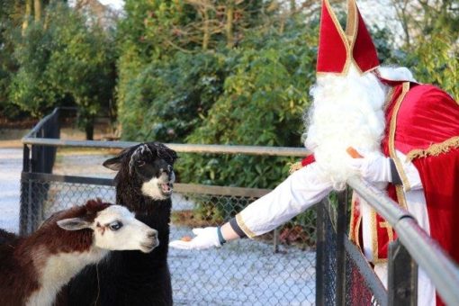 Wo bereitet sich der Nikolaus auf seinen großen Tag vor?