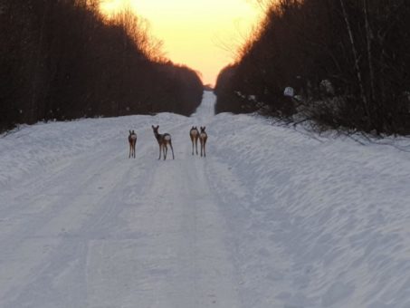 Winterhölle im Land der Tiger