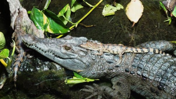 Kölner Zoo rund um die Feiertage durchgehend geöffnet