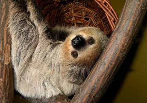 Herausforderndes Jahr – hoffnungsvoller Blick in die Zukunft: Kölner Zoo zieht Bilanz