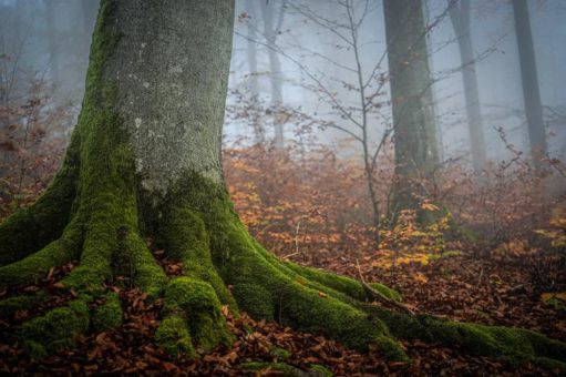 Wohllebens Waldakademie zahlt Waldbesitzenden Geld fürs Nichtstun