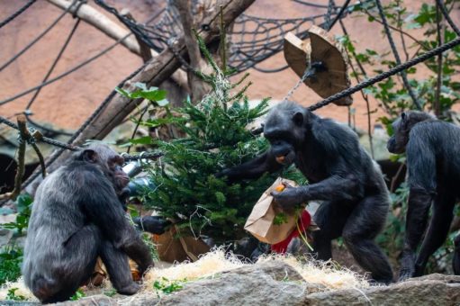 Weihnachten in Hellabrunn