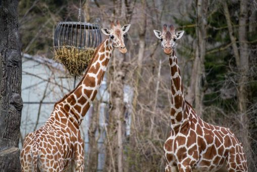 Hellabrunn wünscht einen guten Rutsch und begrüßt das aktuelle Feuerwerks- und Böllerverkaufsverbot